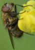 Pollenia sp.